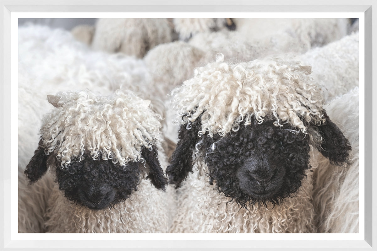 Valais Blacknose Sheep