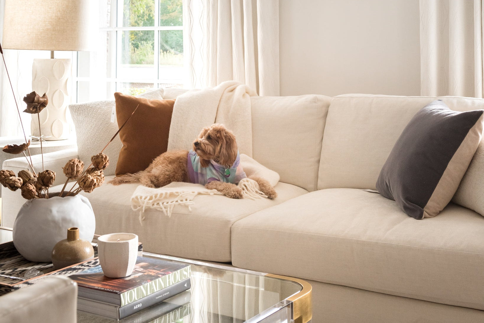 A cozy living room scene featuring a cream-colored sectional sofa with a small dog lying on it. The room has white curtains, a window, a table lamp, and a glass coffee table in the foreground.